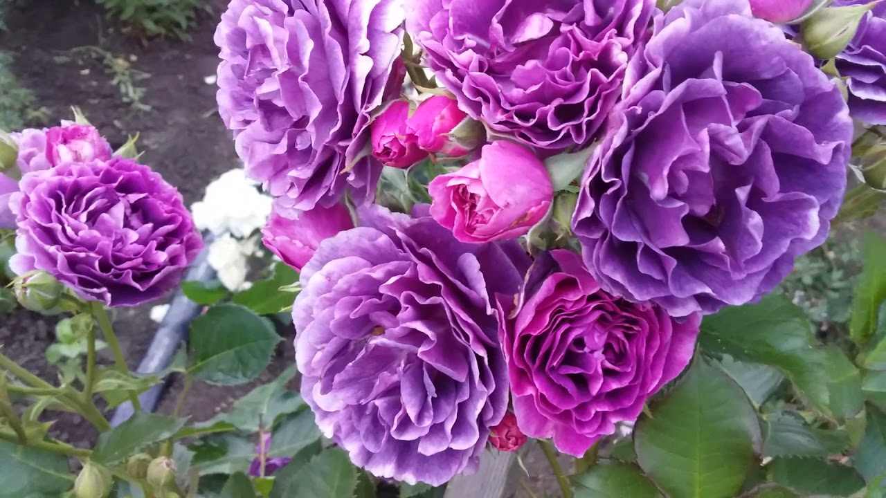 Роза Минерва цветение💕😍🌹🌹🌹 , обзор сорта