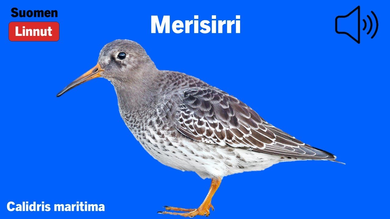 Merisirri - Calidris maritima - Purple Sandpiper - sk&auml;rsn&auml;ppa - CALMAR