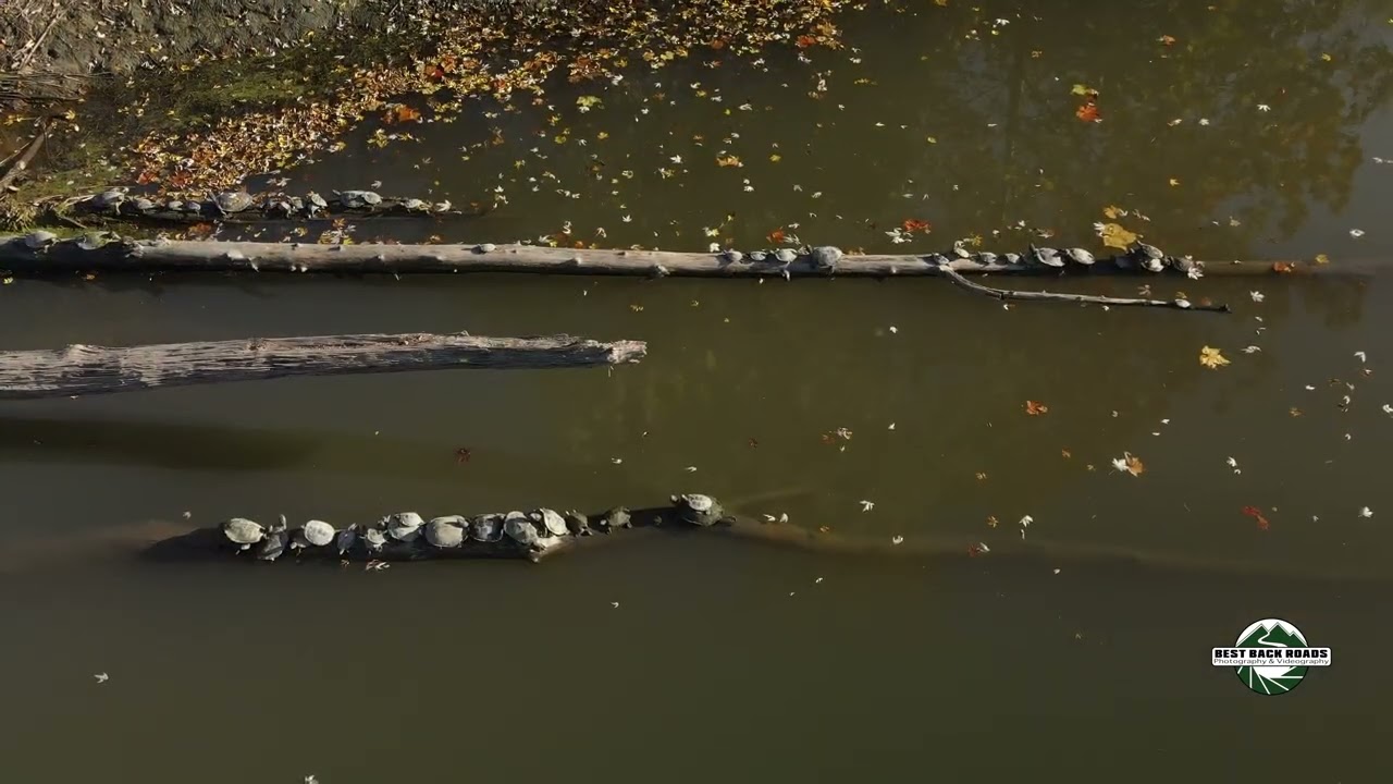 Map Turtles Basking #mapturtle #bestbackroad #turtle #naturetherapy #whitehallny #whitehallnewyork