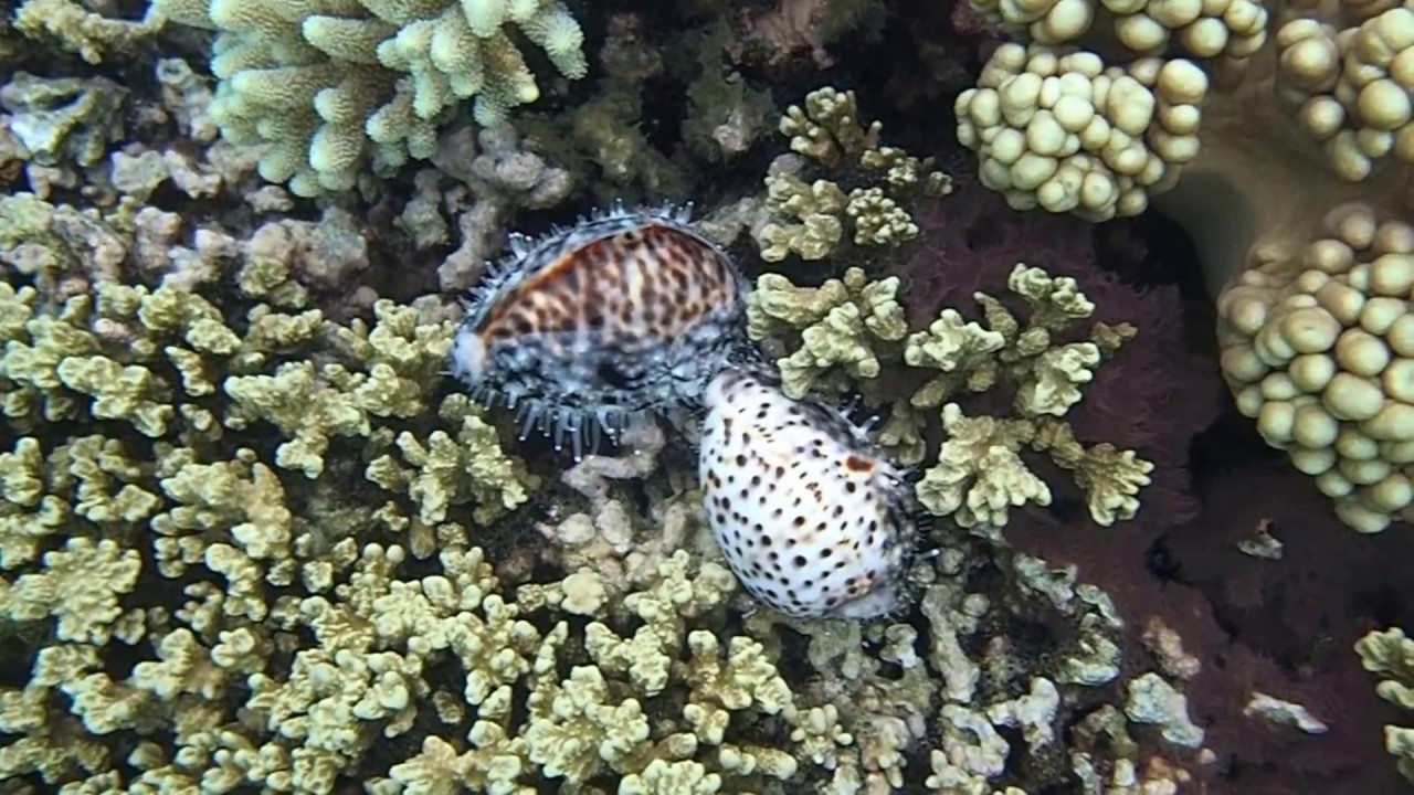 Tiger Cowrie