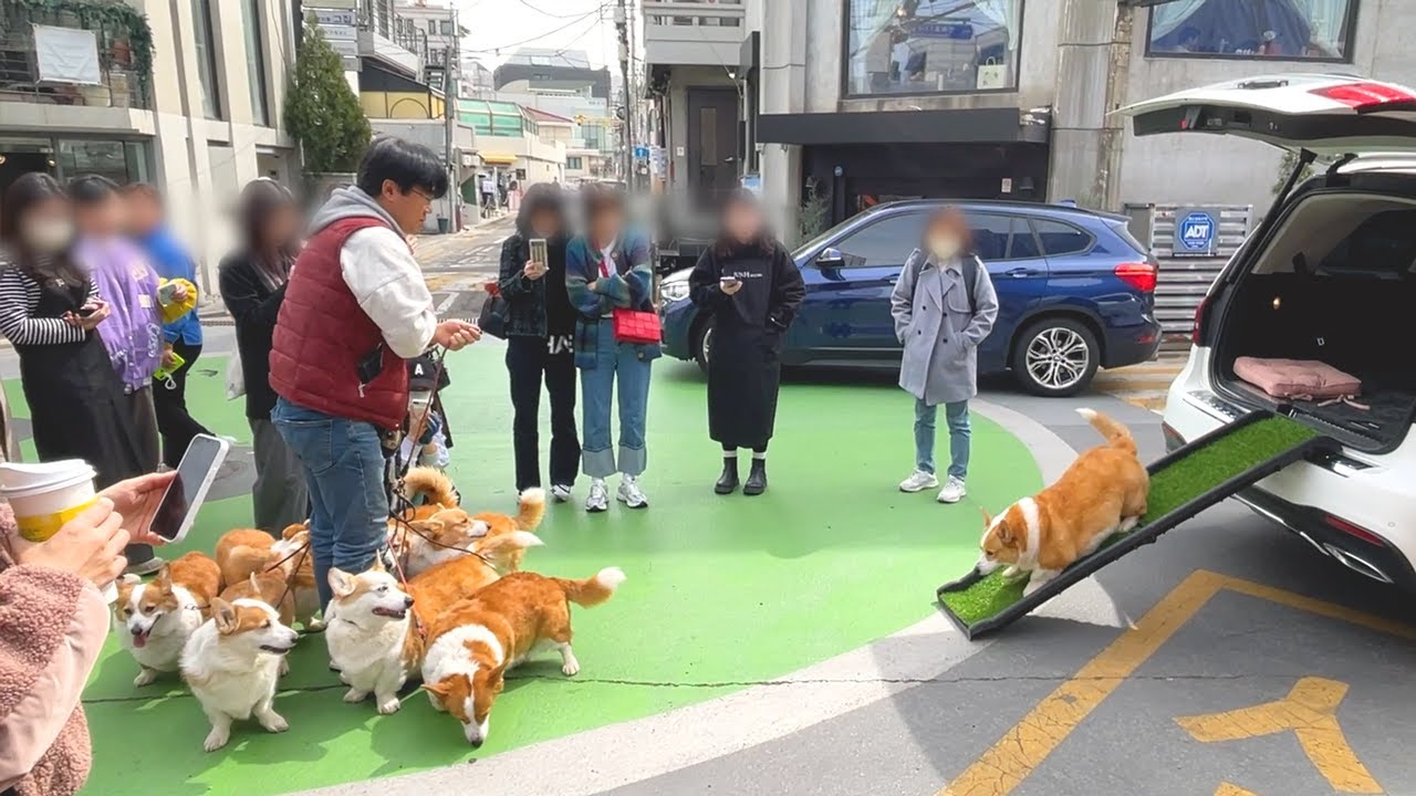 웰시코기 9마리가 연희동 카페길 공사장에서 개모임하고 왔어요 :)