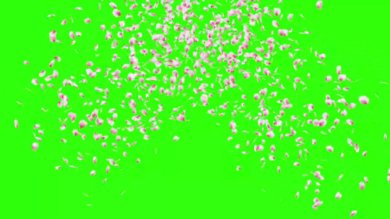 Petals Confetti Animation on Green Screen | 4K | FREE TO USE