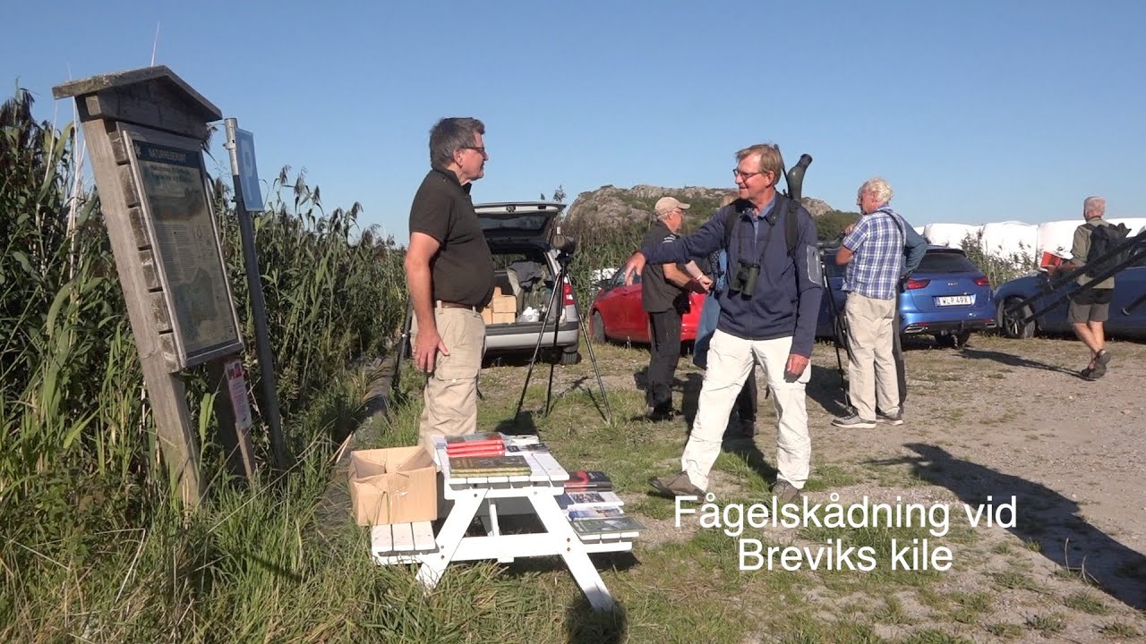 Fågelskådning vid Breviks kile - Västerhavsveckan 2022