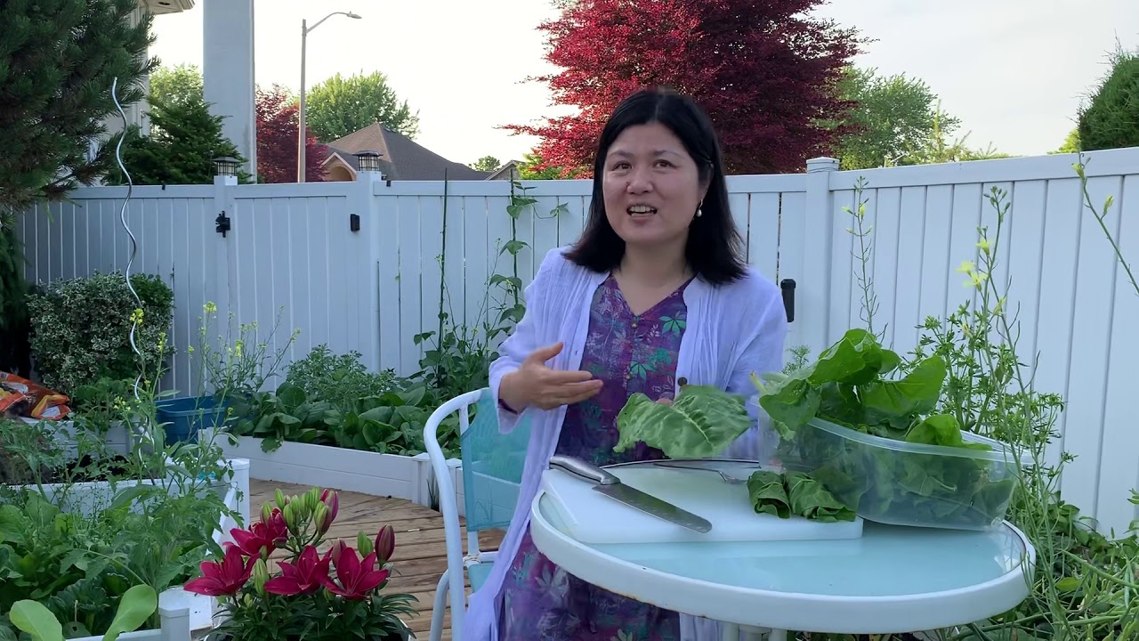 【家庭种植】Swiss Chard 瑞士牛皮菜怎么收割？Swiss Chard Roll怎么做？
