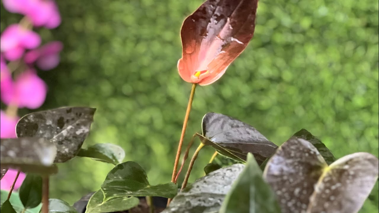 රේන්බෝ මව්ශාක හා මල් ආසන්නතම ගස් 5 මේ ඔක්කොම රු 4000/= වට්සැප් මගින් ඕඩර් කරන්න 0773407293