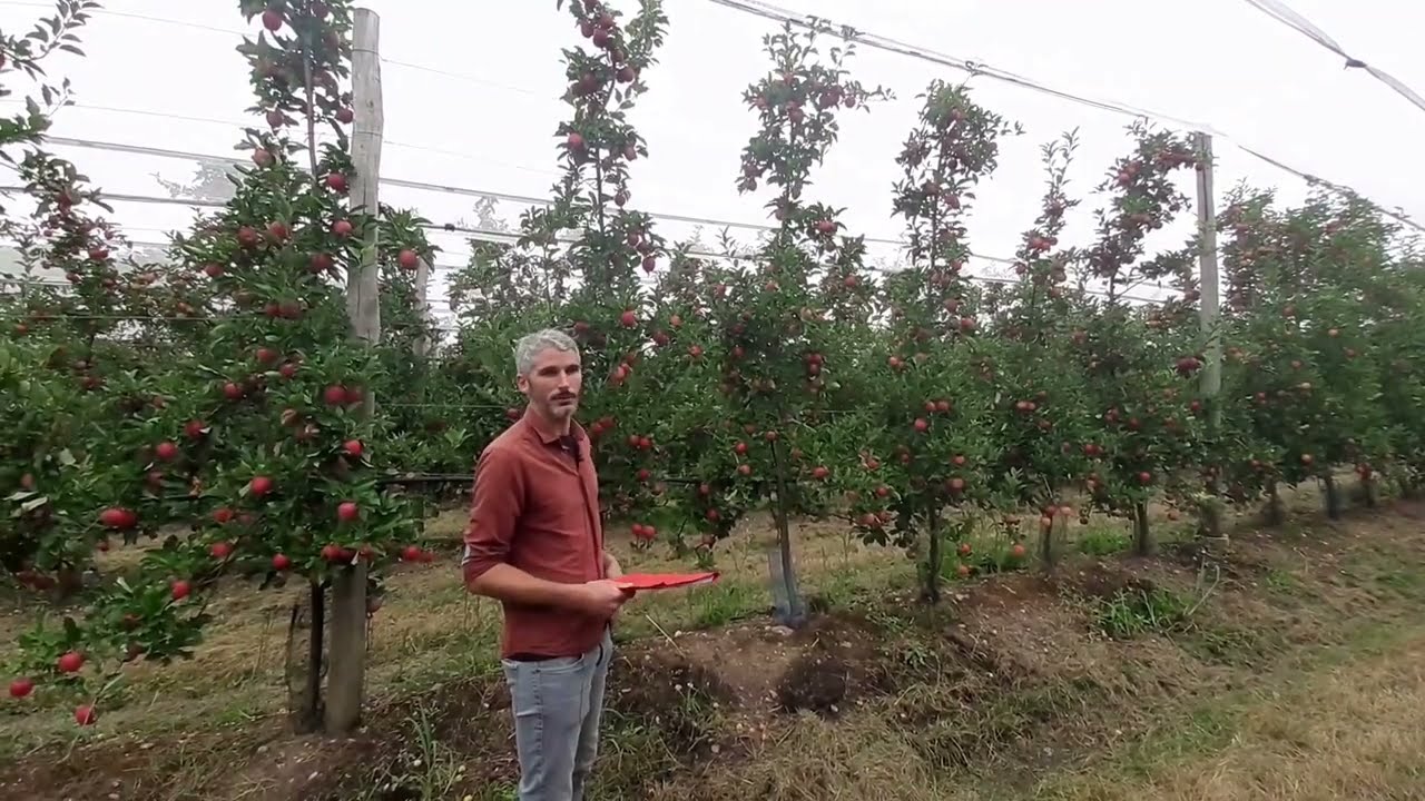 Essai porte-greffes CTIFL La Morinière - Rootstock trial CTIFL La Morinière