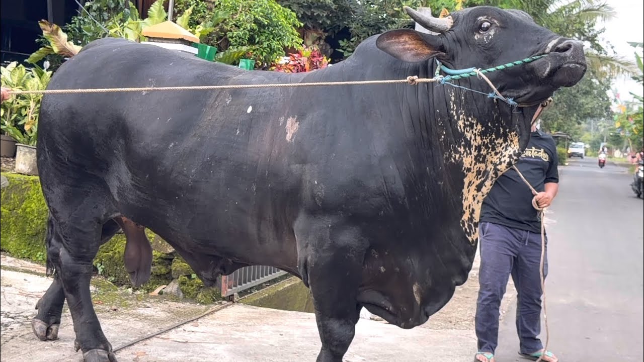 SAPI MONSTER KP PEMANASAN, kontes wonosbo dibundur 🔥🔥