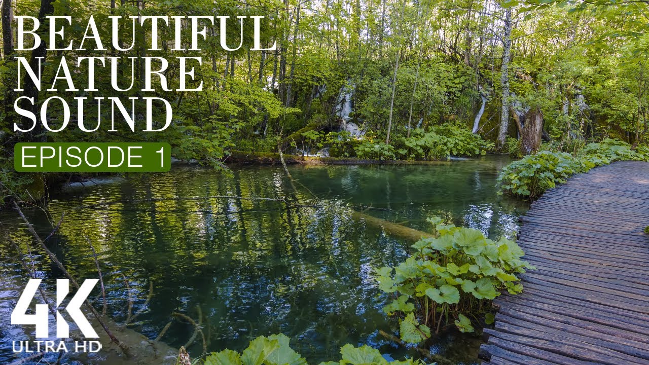 8HRS Soothing Bird Songs and Water Sounds for Relaxation - 4K Beautiful Nature Sounds - Episode #1