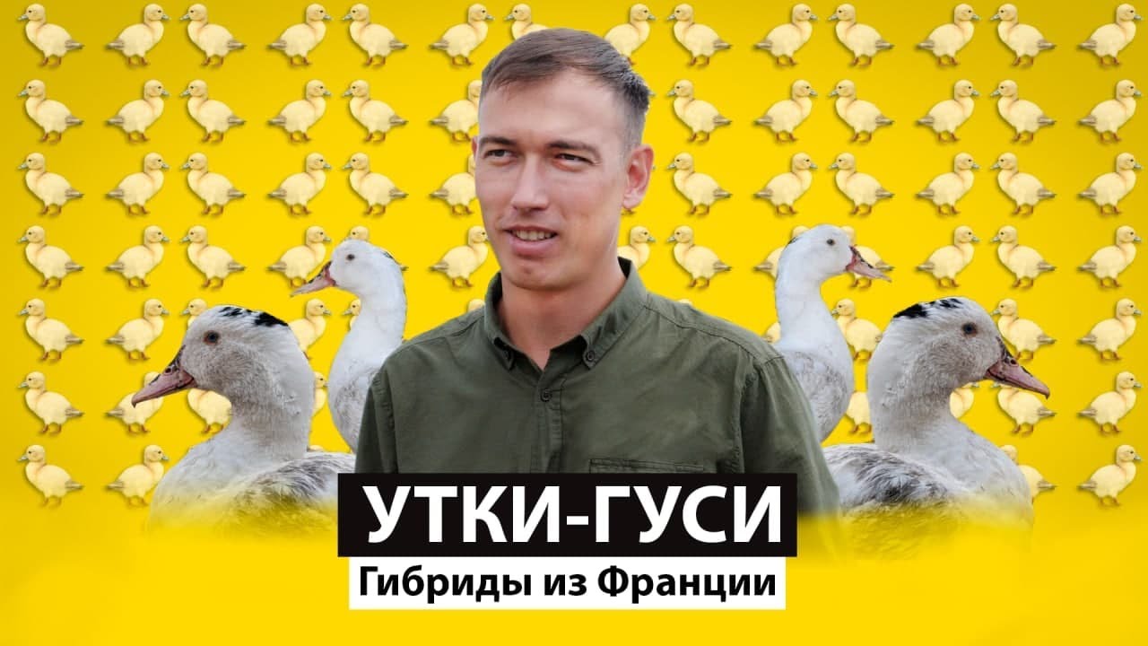 Утиные миллионы: первая ферма мулардов в Татарстане. Бизнес на селе #61