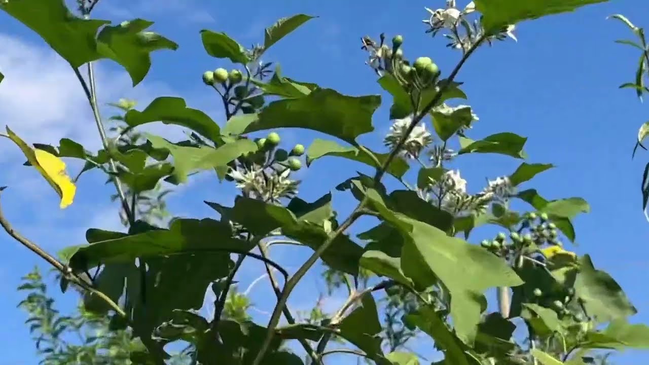 How to propagate turkey berry, Solanum torvum / eggplant, for grafting eggplants, peppers or tomato