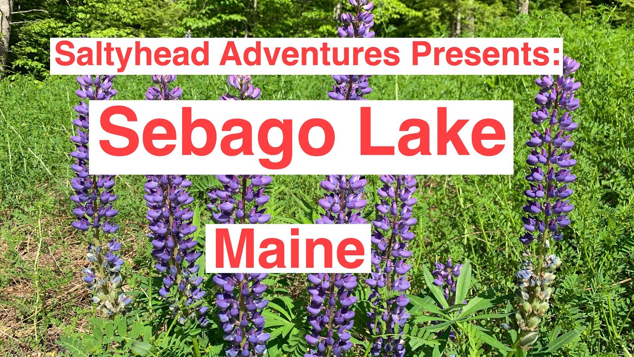 Sebago Lake Maine with Saltyhead