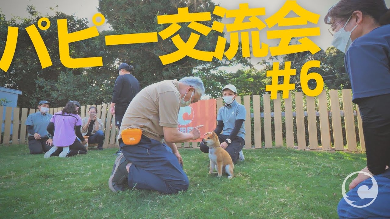 【柴犬・豆柴の子犬のしつけ実践】ご家族と子犬の触れ合い方の実践と兄弟犬のご家族との交流・芝田荘パピー交流会#6（2022年9月11日開催）