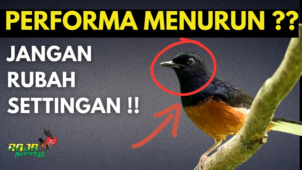 MENGATASI ‼️ MURAI BATU PERFORMANYA MENURUN SAAT DIGANTANG, KURANG NGOTOT, JEDA, SERING NGUKLUK 
