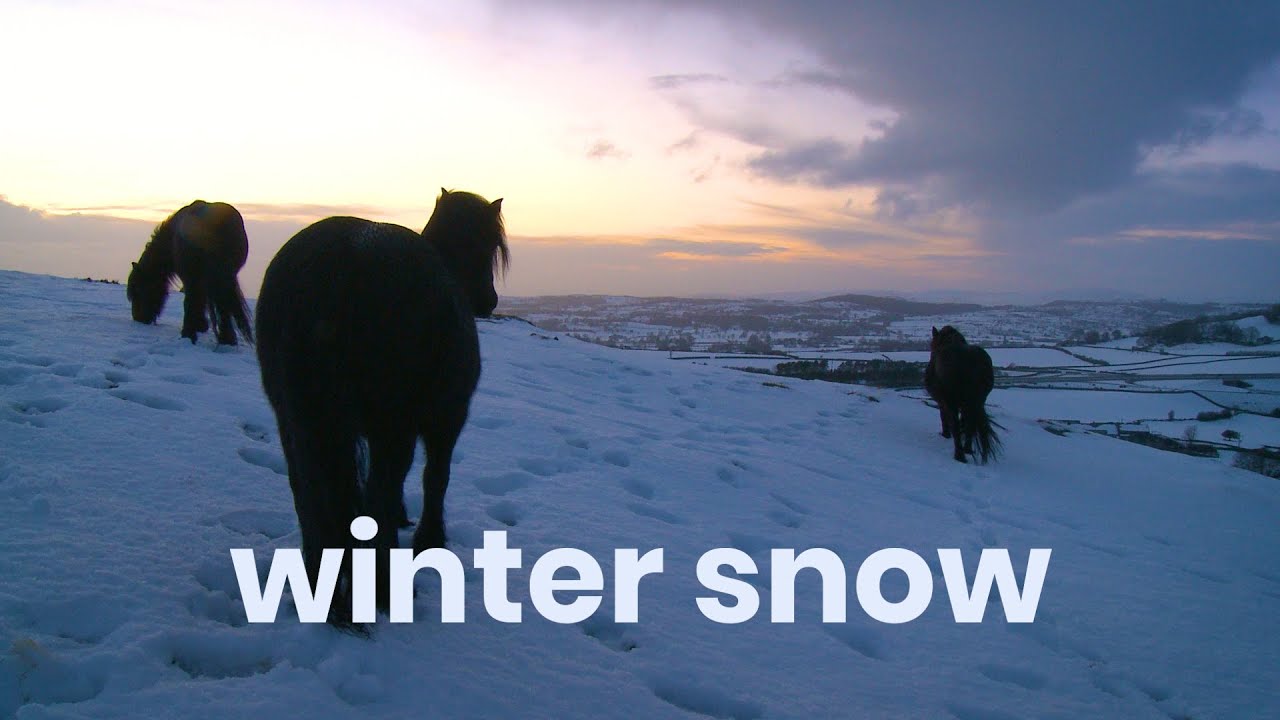 Winter Snow