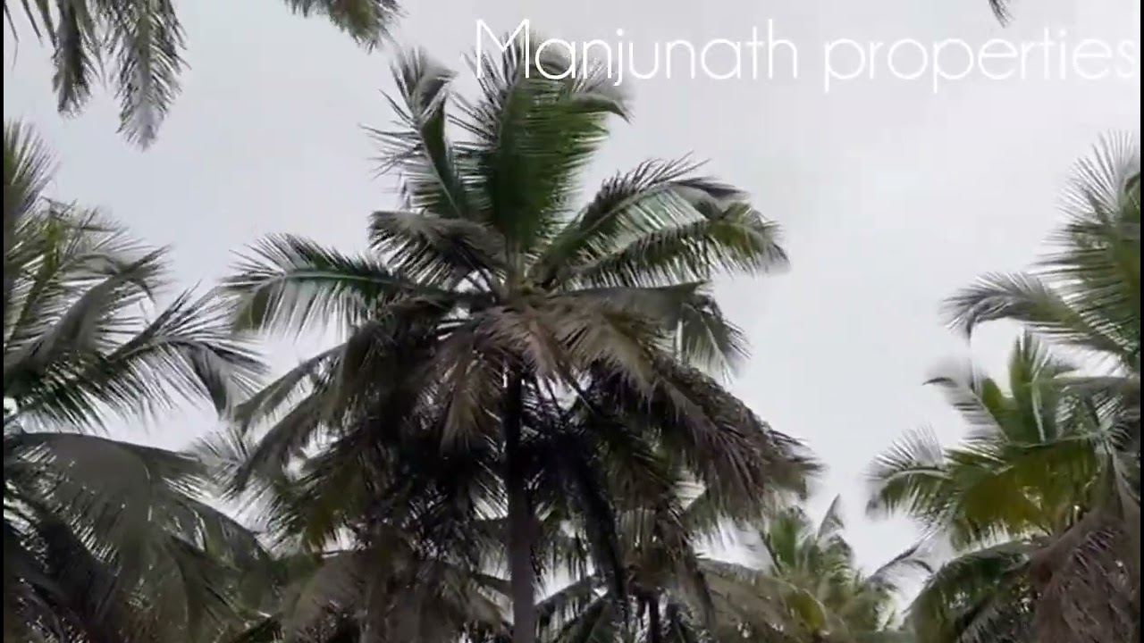 ID#580 29🌴🌴gunta coconut farm land Red Soil North facing 9845468777