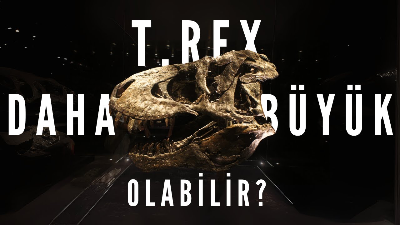 T.rex Sandığımızdan Daha Büyük Olabilir?!