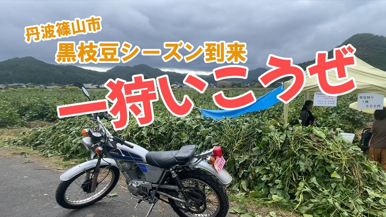 【モトブログ】「黒枝豆」がなんで「幻」と言われるかたった3週間しか味わえないんですね Black Edamame Harvest Adventure in Tamba-Sasayama【丹波篠山市】