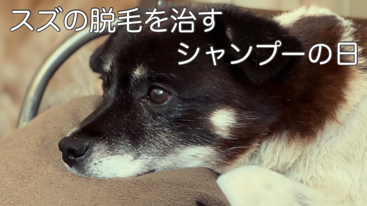 ２週間に一度のシャンプーと毎日の塗り薬で脱毛を治しています。