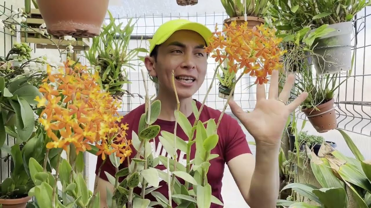 Orquidea Epidendrum,Oncidium,Phalaenopsis - Cuidados y cultivo (floraciones)