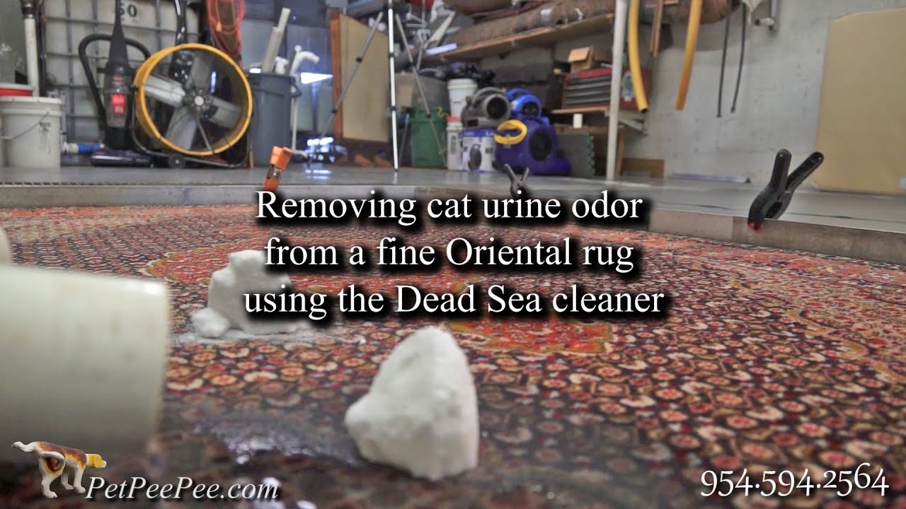 Removing cat urine odor from fine Oriental rug using the Dead Sea cleaner