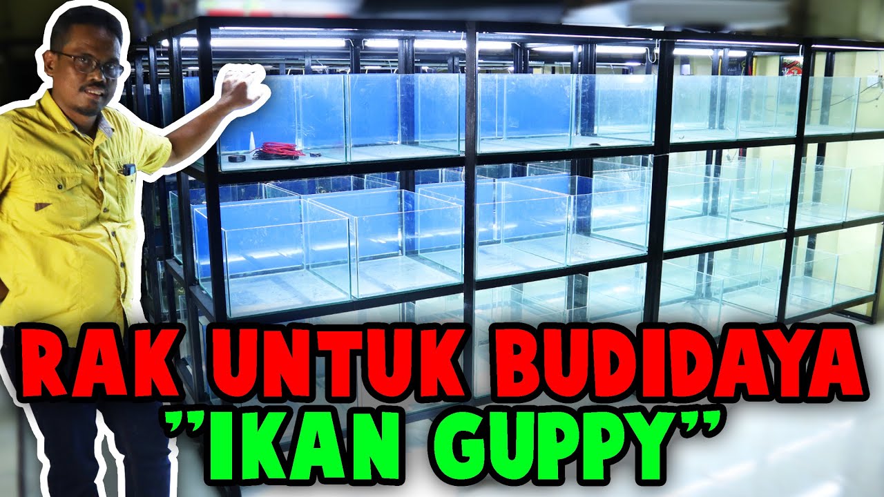 Membahas Rak Untuk Budidaya Ikan Guppy! Bisa Muat 48 Akuarium Lohh... Review Rak Yusuf Guppy Farm...