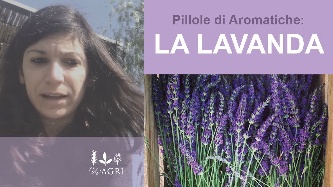 Pillole di Aromatiche: LA LAVANDA