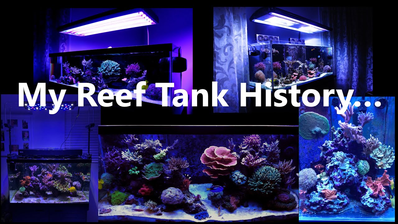Red Sea Reefer G2 Reef Tank Build | My Tank History, Successes, and Failures! (Dinos & AEFW)