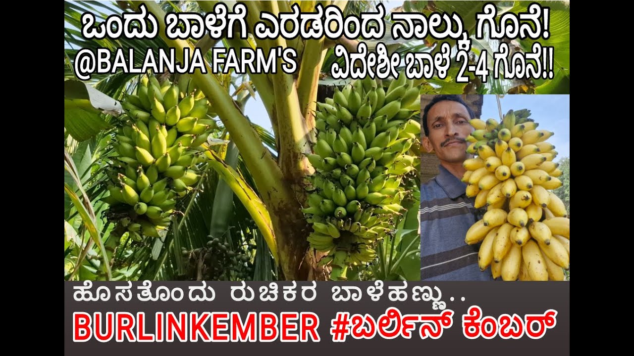 BURLINKEMBER BANANA| ಡಬ್ಬಲ್ ಬಾಳೆ| ಬರ್ಲಿನ್ಕೆಂಬರ್ ಬಾಳೆ| MULTI BANANA| SWEET BANANA |+919448067466