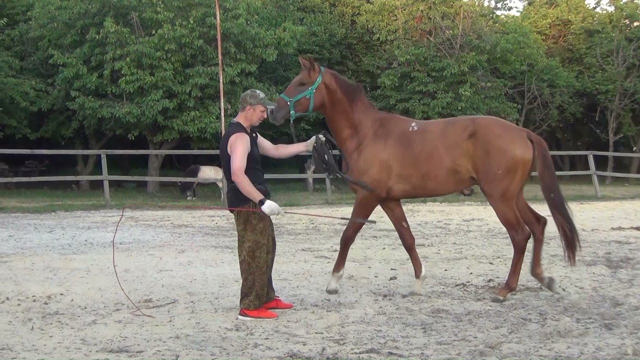 Учим лошадь не бояться шамбарьер. 1 часть. We teach the horse not to be afraid of the Shambarrier. 1
