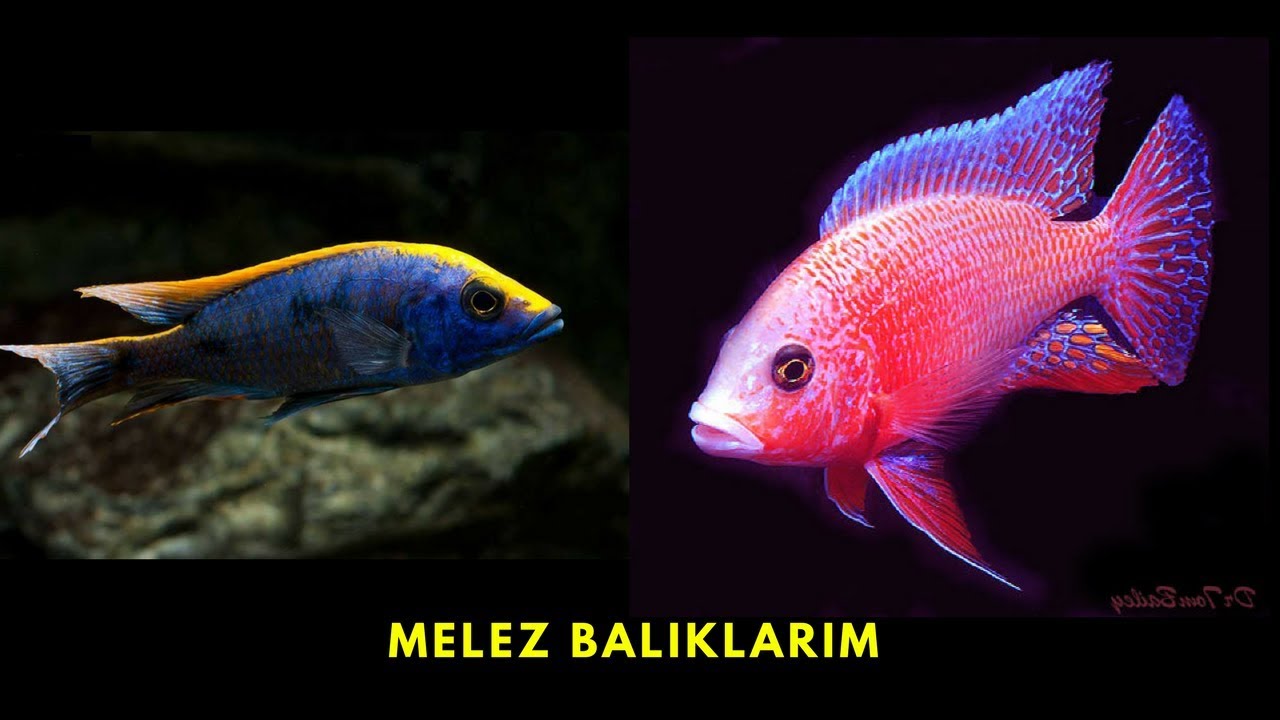 MELEZ AKVARYUM BALIK TÜRLERİ(Malawi Ciklet Akvaryumu Şeker Pembe Zimbabwe Rock Ciklet Yavruları)