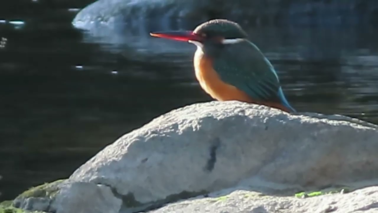 カワセミ_193_癒し_二か領用水_Kingfisher_4K