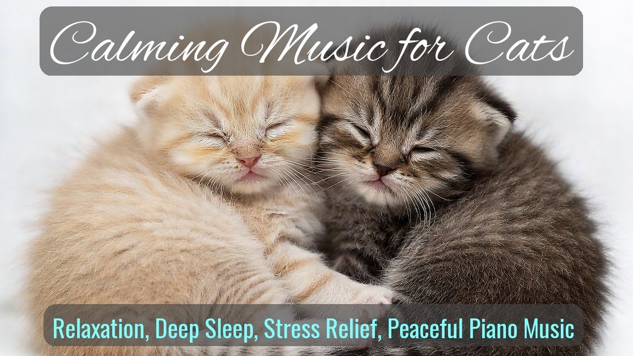 LIVE Peaceful Sleeping Cats for Calm Energy 🧘 | Season 51