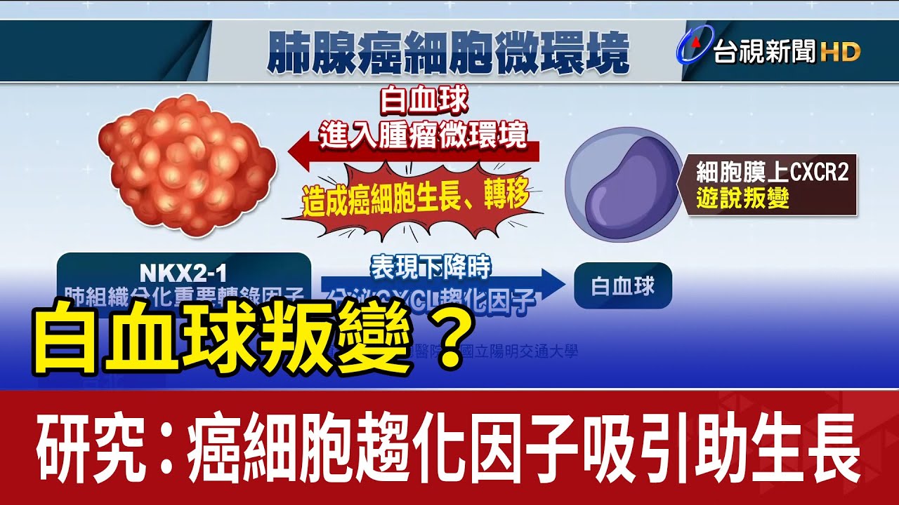 白血球叛變？ 研究：癌細胞趨化因子吸引助生長
