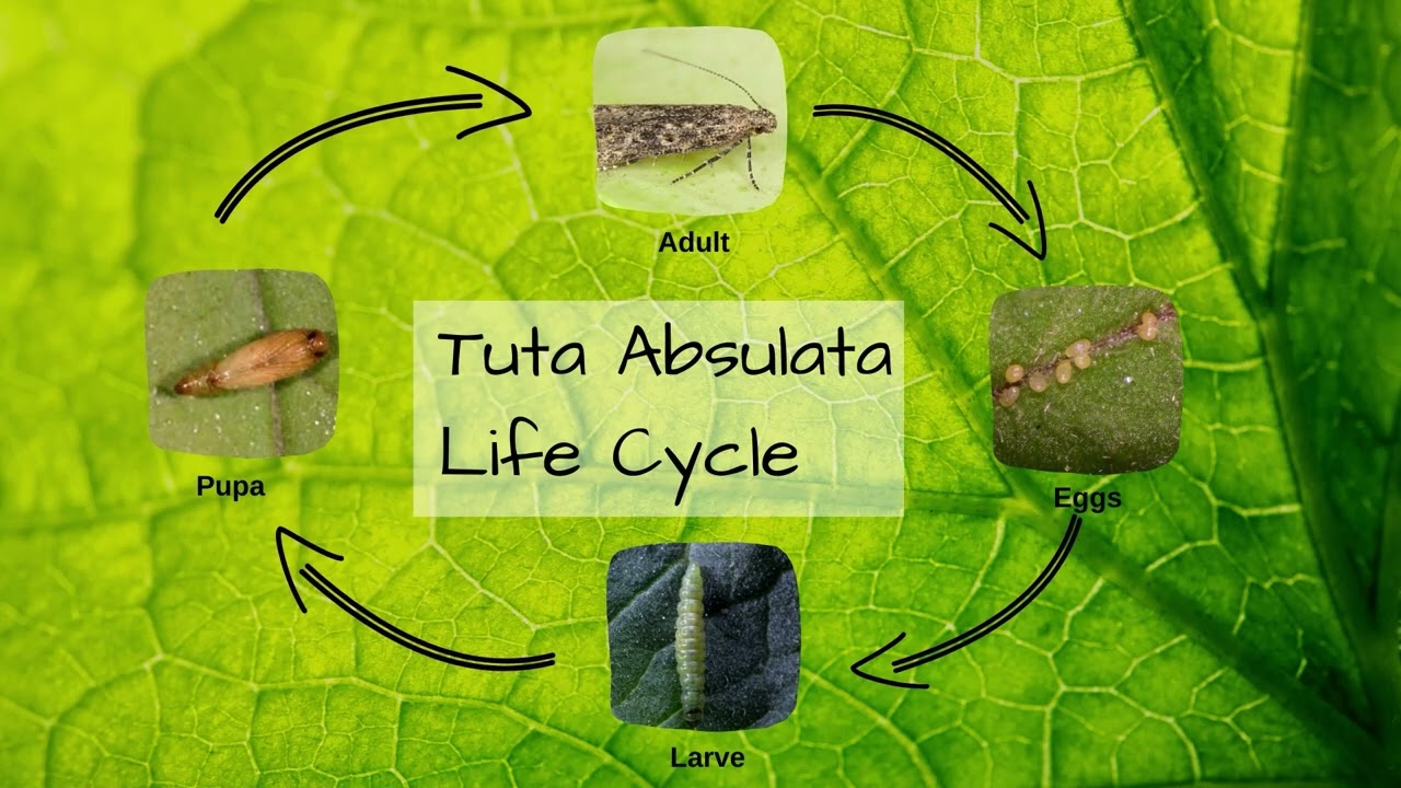 Tuta Absoluta control English version@agrigyaan