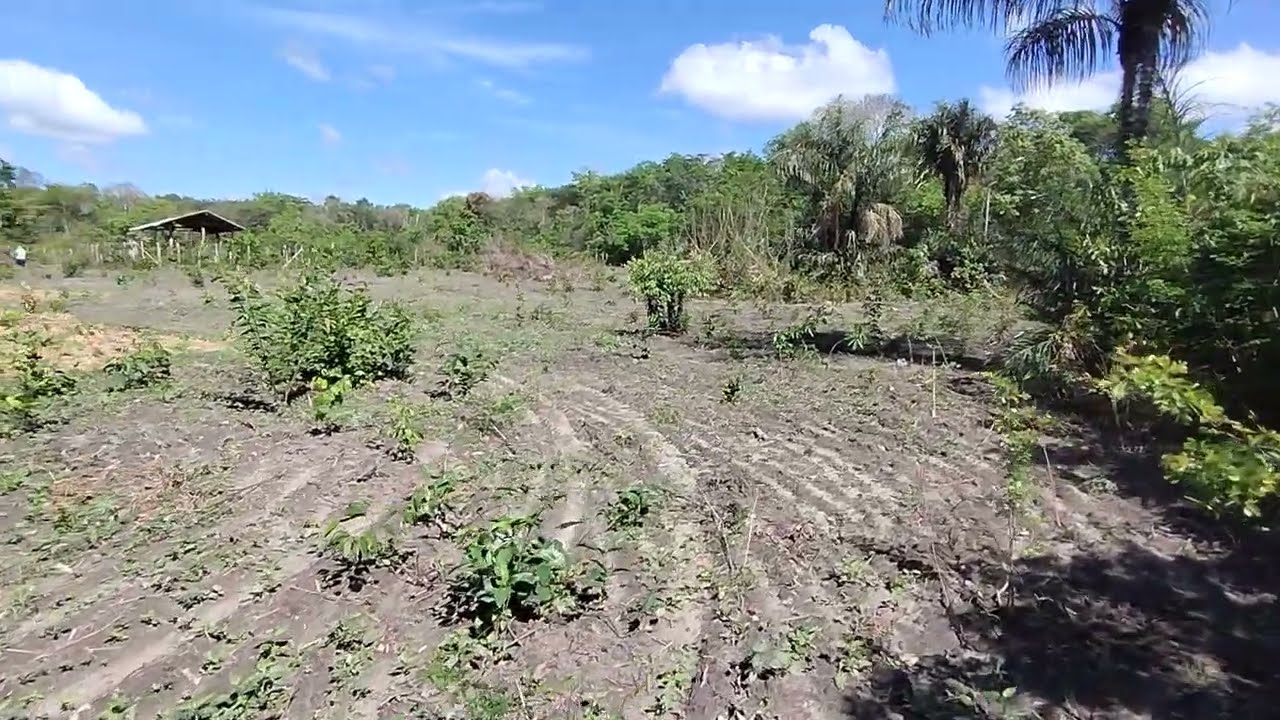 PLANTANDO A TERRA QUE FOI ARADADA