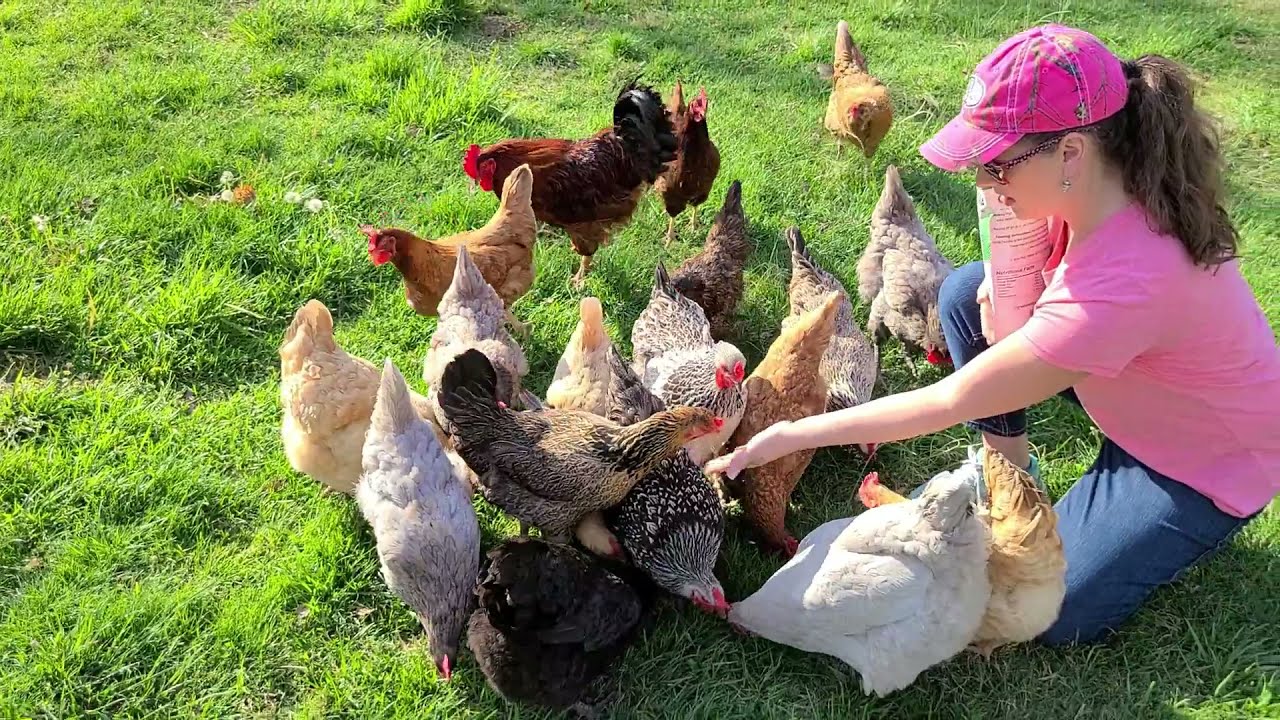 GRUB TERRA Review | Healthy TREAT for CHICKENS | Black Soldier Fly Larvae