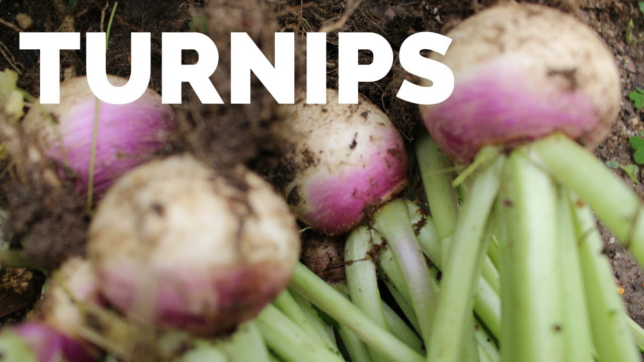 Purple Top Turnips