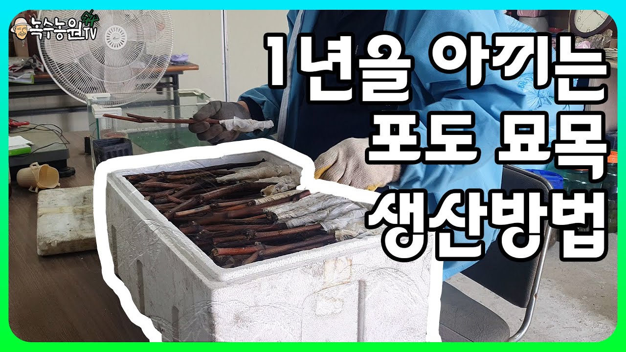 [운악산 포도] 포도 묘목 만들기 쉽다!