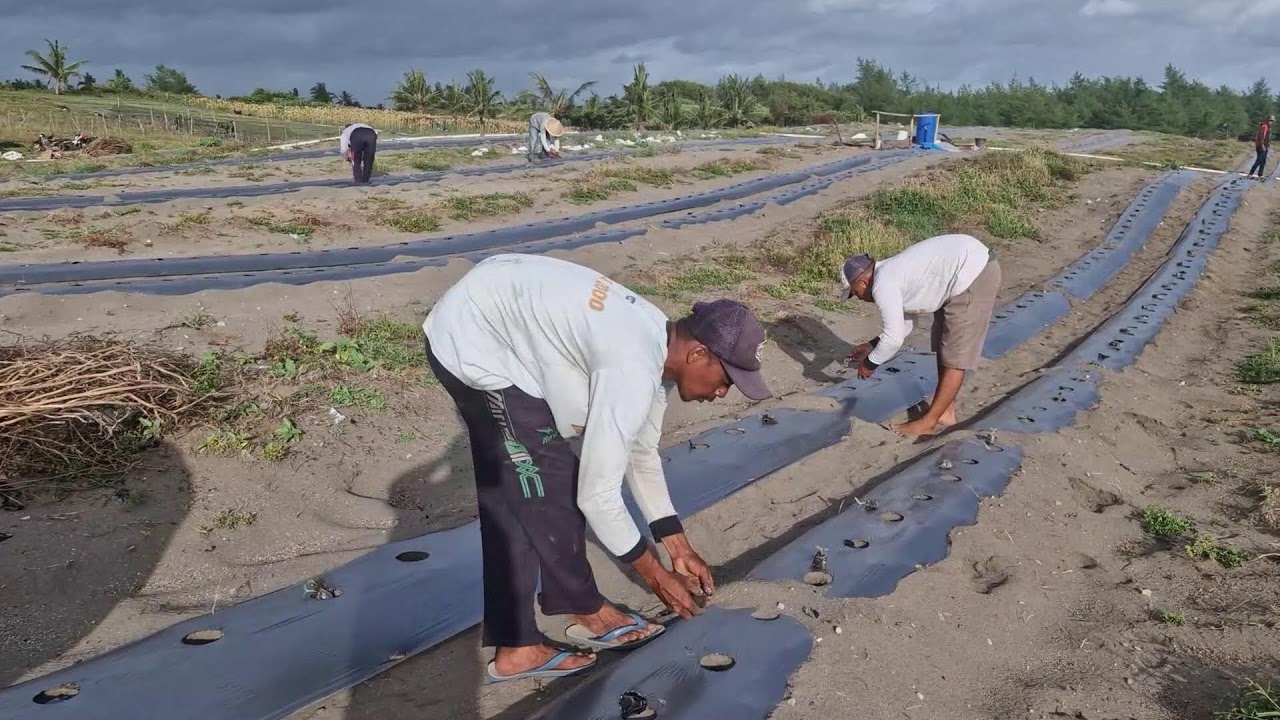 SUPER FAST SKILL FOR PLANTING WATERMELON SEEDLINGS IN SANDY LAND WITHOUT TOOLS! -Agriculture Farming
