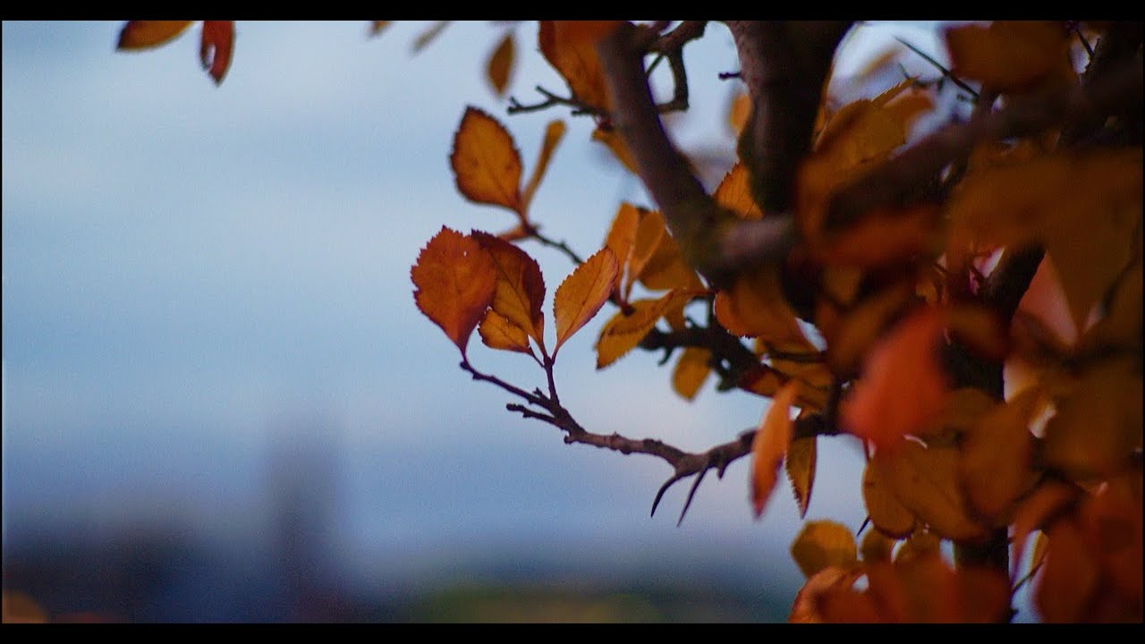Blackmagic Cinema Camera 6K Full Frame & Carl Zeiss Contarex Sonnar 85mm f:2 • 1958 • Lo Light