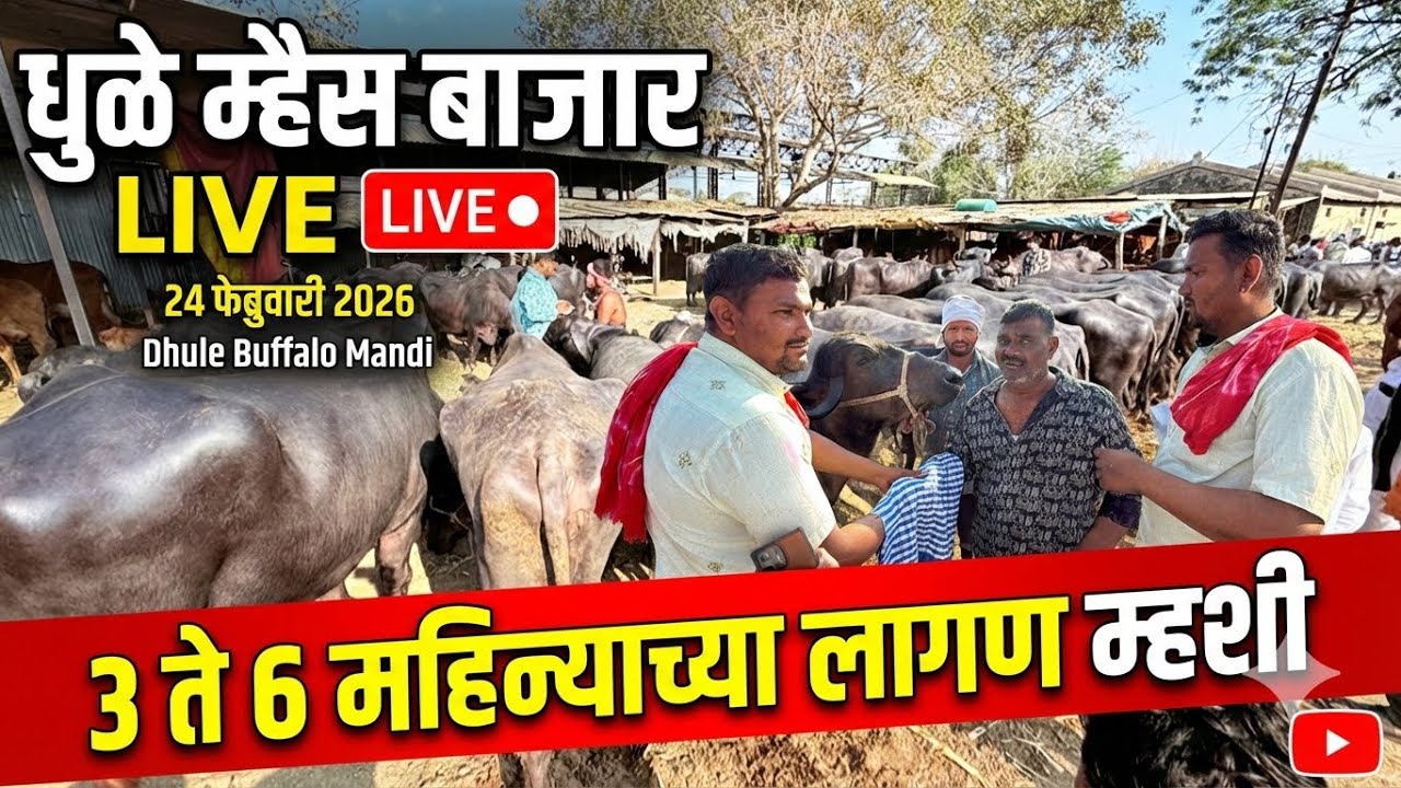 धुळे म्हैस बाजार live 🔴 24 फेब्रुवारी 2026 Dhule Lagan Mhaies Bajar #dhule #buffalomarket 