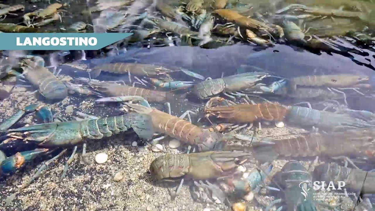 Granja Aqu&iacute;cola | Producci&oacute;n de Langostino en el estado de Quintana Roo
