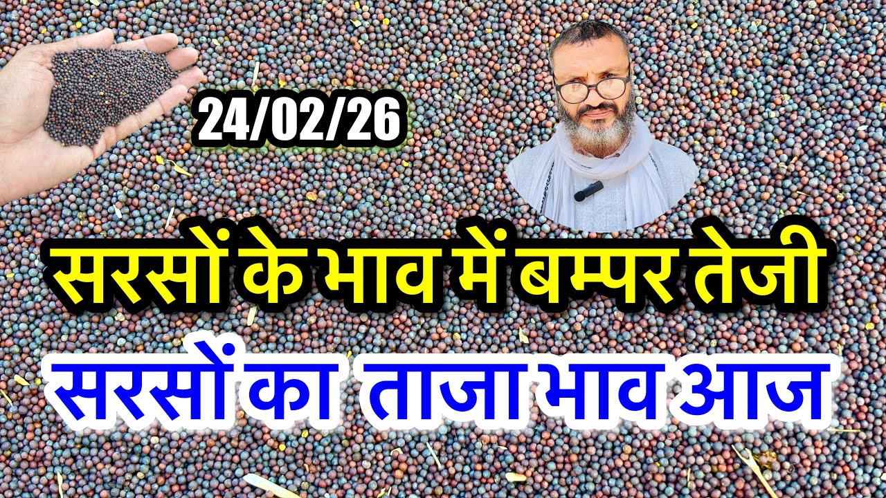 नई सरसों का ताजा भाव आज का अलवर मंडी! सरसों के भाव में आया जोरदार उछाल देखें भाव, #sarso_ka_bhav_aaj