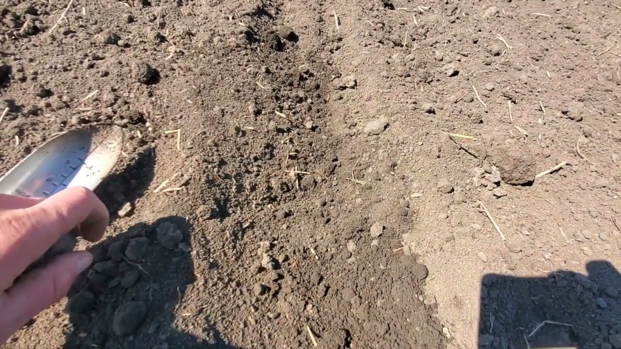 Посів кукурудзи 2024р.