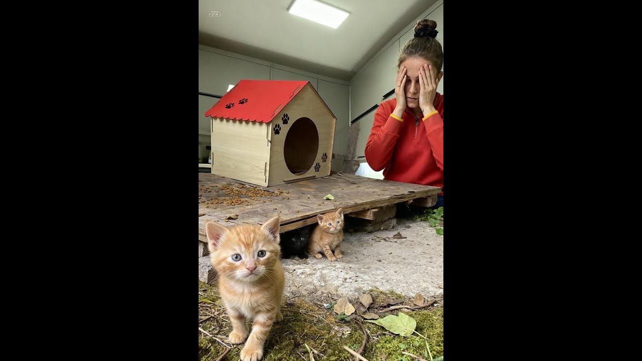 BU HALDE BULUNCA ŞOK OLDUM! Fip hastası kedim + günlük rutin