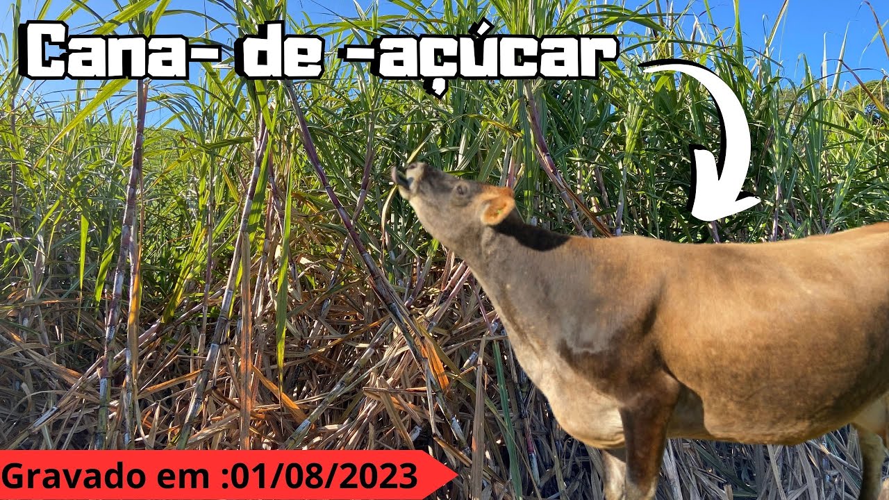 Cana-de-açúcar é uma boa opção de alimento para vacas de leite?