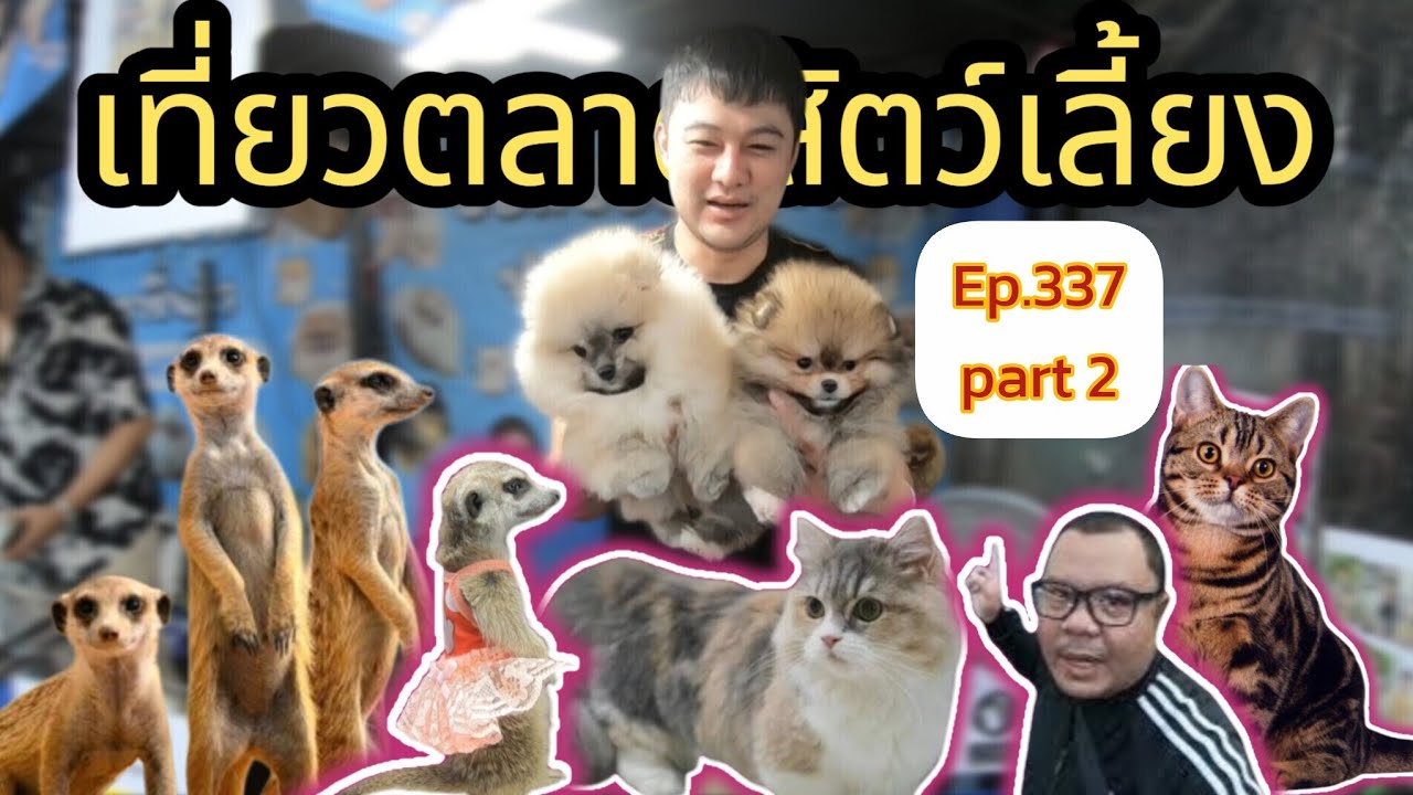 เที่ยวตลาดสัตว์เลี้ยง Ep.337(part 2)🐍🐿 |บูธข้างตึกเจเจมอลล์| #ตลาดจตุจักร #Chatuchakmarket #fypシ 