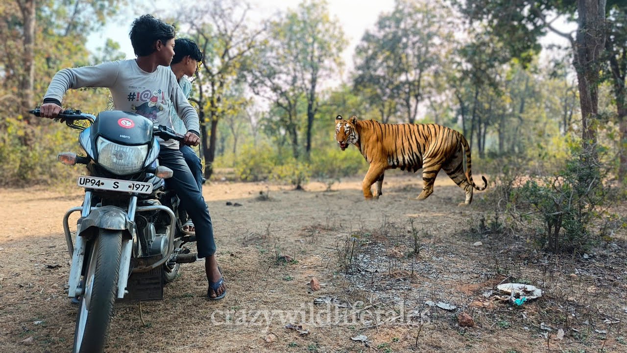शेर ने बच्चों पर कर दिया हमला 🥵 टाइगर attack on the village boys in forest 🌲