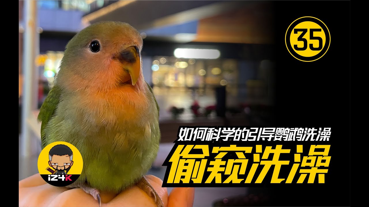 偷窥洗澡大法好~！【#35】手养鹦鹉【幼鸟期】如何科学的引导鹦鹉洗澡，5种洗澡方法大公开 | 鹦鹉饲养 |  鹦鹉训练 |