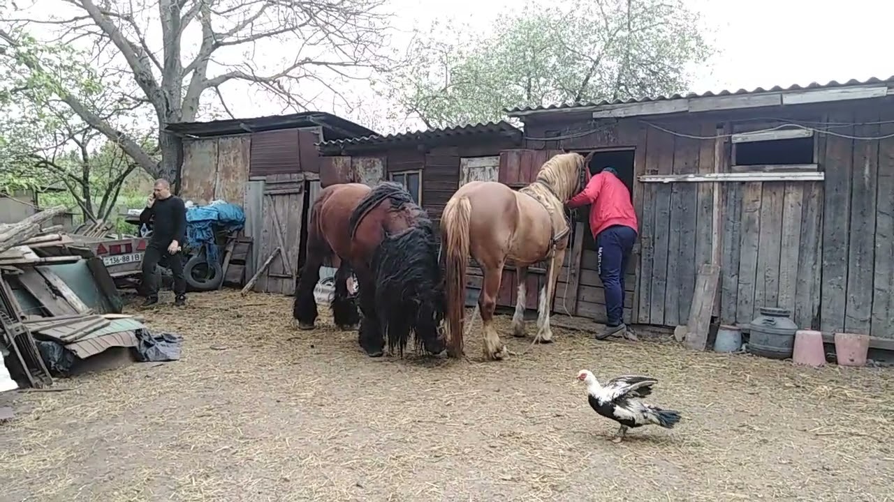 Перемога🐎🐎🐎, Коні  в Україні 🐎🐴
